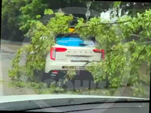 Дерево упало на автомобиль после ливня в Дагомысе