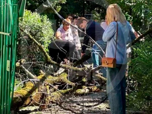 В Сочи женщину чуть не задело упавшим деревом