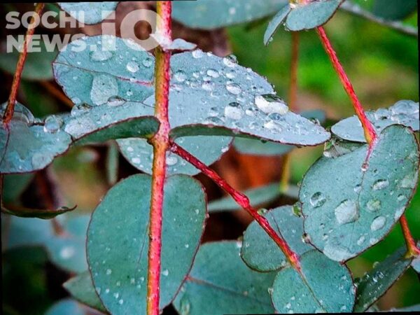 В конце недели в Сочи ожидаются дожди и грозы