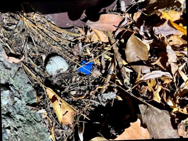 В Центральном районе Сочи задержан наркокурьер из Ростова