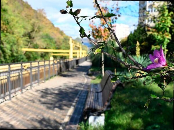 В Лазаревском районе Сочи появится новая прогулочная аллея