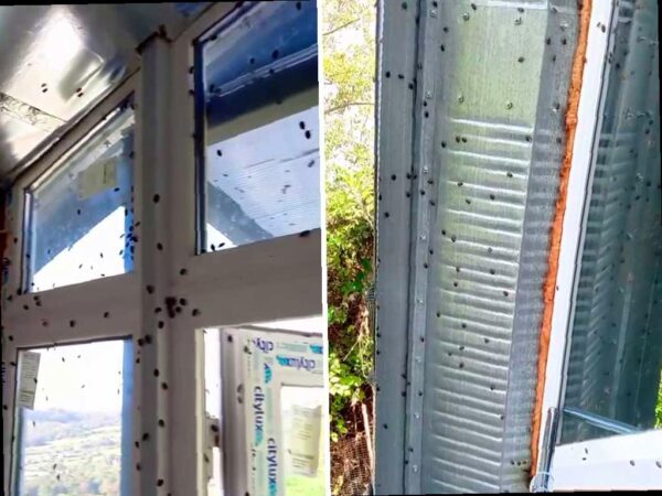 Мраморные клопы атакуют Краснодарский край