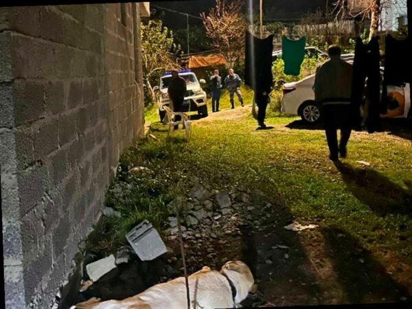 В Сочи алабай атаковал двух детей