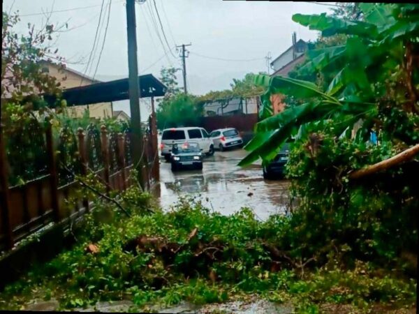 Сочи столкнулось с непогодой: ливни и упавшие деревья