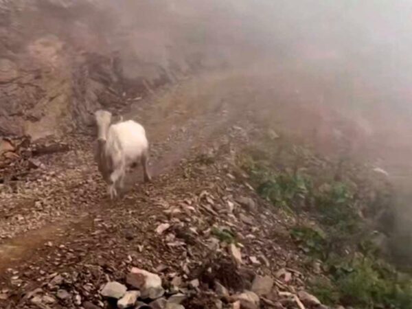 Дикая корова встретила туристов в Сочи