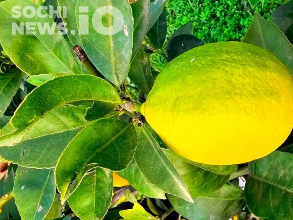 В Сочи обнаружена крупнейшая вспышка средиземноморской плодовой мухи