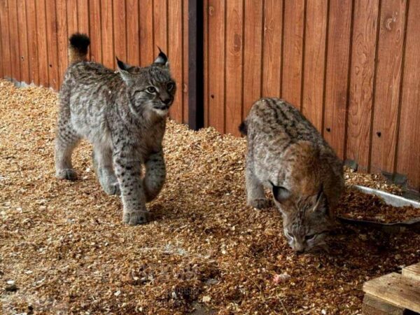 В вольерном комплексе «Лаура» Кавказского заповедника поселились двое рысят