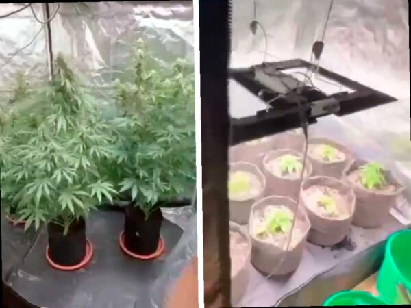 Приезжий в Сочи организовал плантацию конопли в арендованной квартире