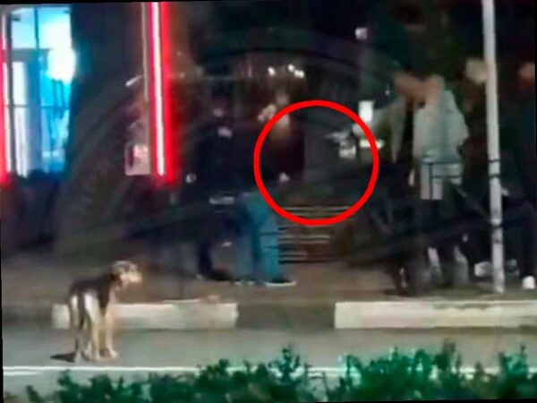 Поиск участников ночной драки возле бара на Курортном проспекте