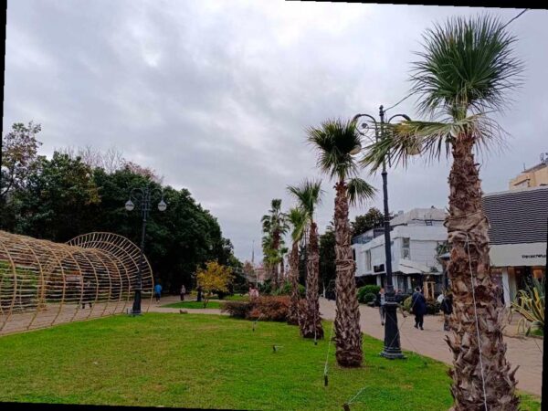 В Сочи готовятся к зиме: как защищают пальмы и экзотические растения