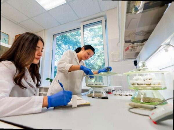 Ученые создали новые морозостойкие генотипы чая в Сочи