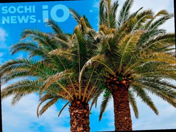 Возможно, в России создадут федеральную комиссию для защиты пальм в Сочи