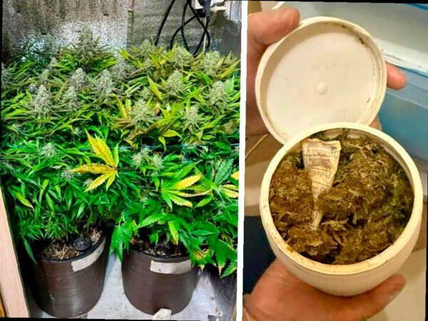 Житель Сочи выращивал коноплю в своей квартире
