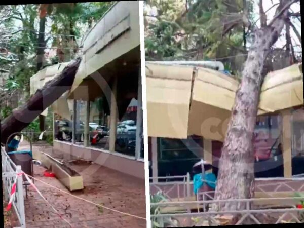 Более 430 деревьев упали в Сочи из-за непогоды