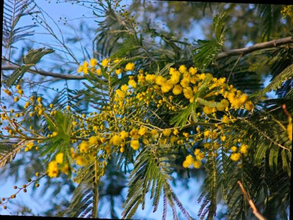 Весенние краски в парке «Дендрарий»: цветет мимоза