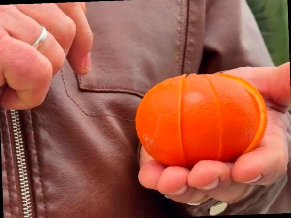 В Абхазии появился удивительный новый сорт цитрусовых — миннеола