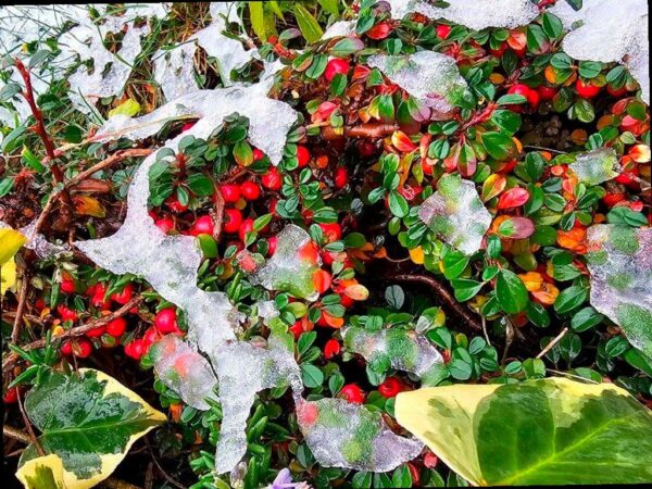 В Сочи продолжается непогода: заморозки и шторм