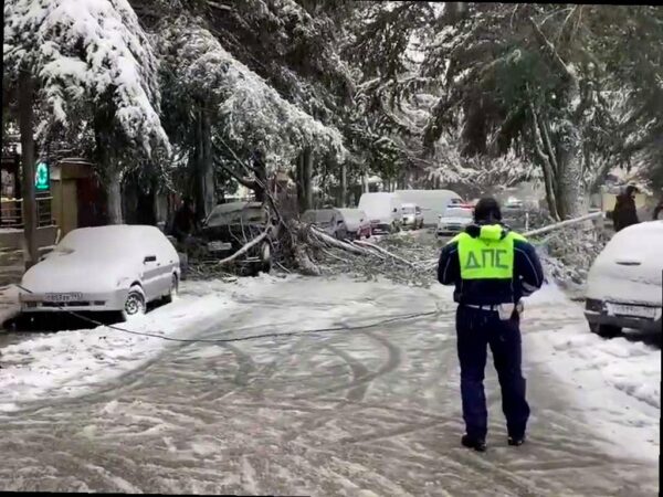 В Сочи упало дерево из-за снегопада