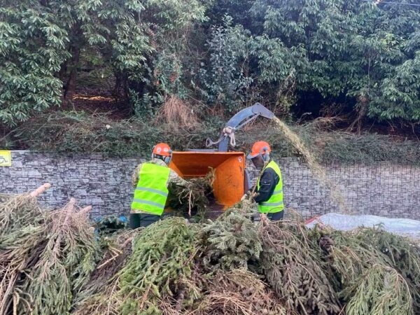 Сочинцы могут сдать новогодние елки в переработку