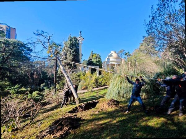 В парке «Дендрарий» в Сочи спасают уникальную гималайскую сосну