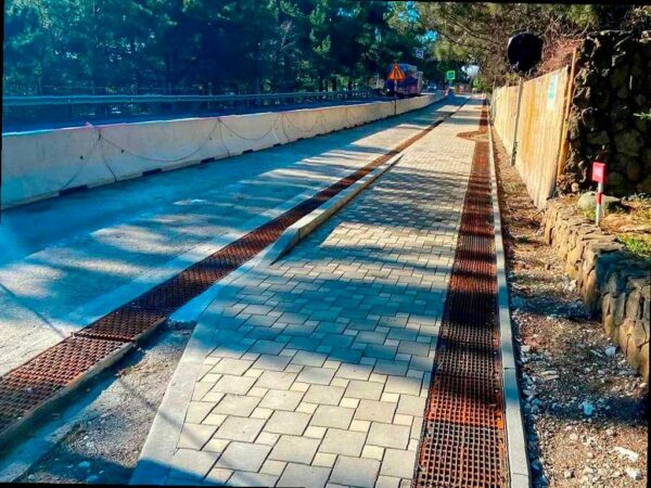 На трассе «Джубга – Сочи» появились почти три сотни реликтовых деревьев