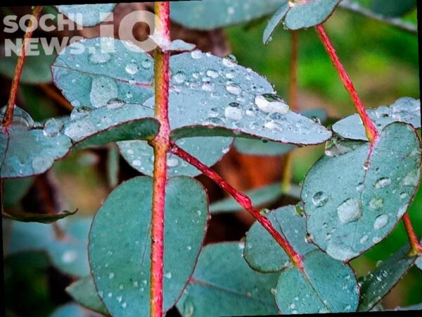 Во вторник в Сочи прогнозируют сильный дождь